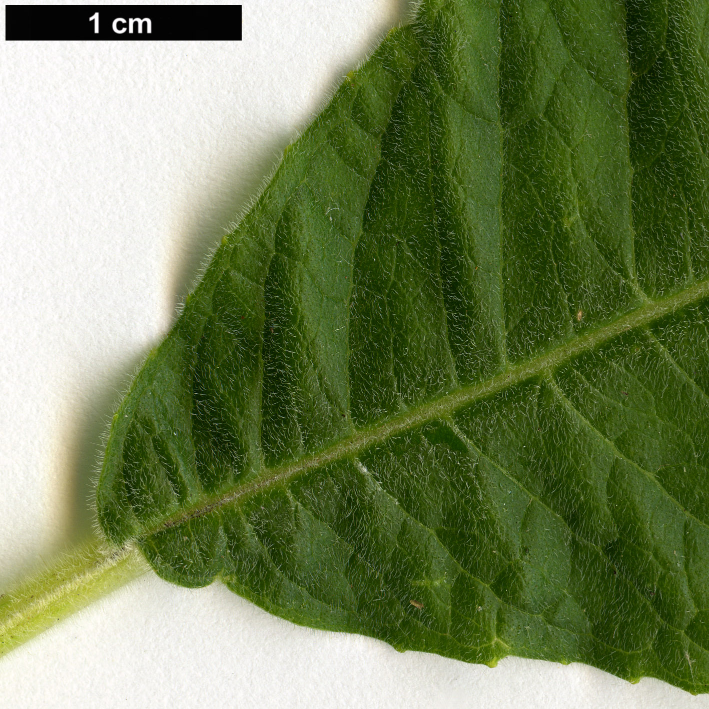 High resolution image: Family: Onagraceae - Genus: Fuchsia - Taxon: boliviana - SpeciesSub: var. boliviana